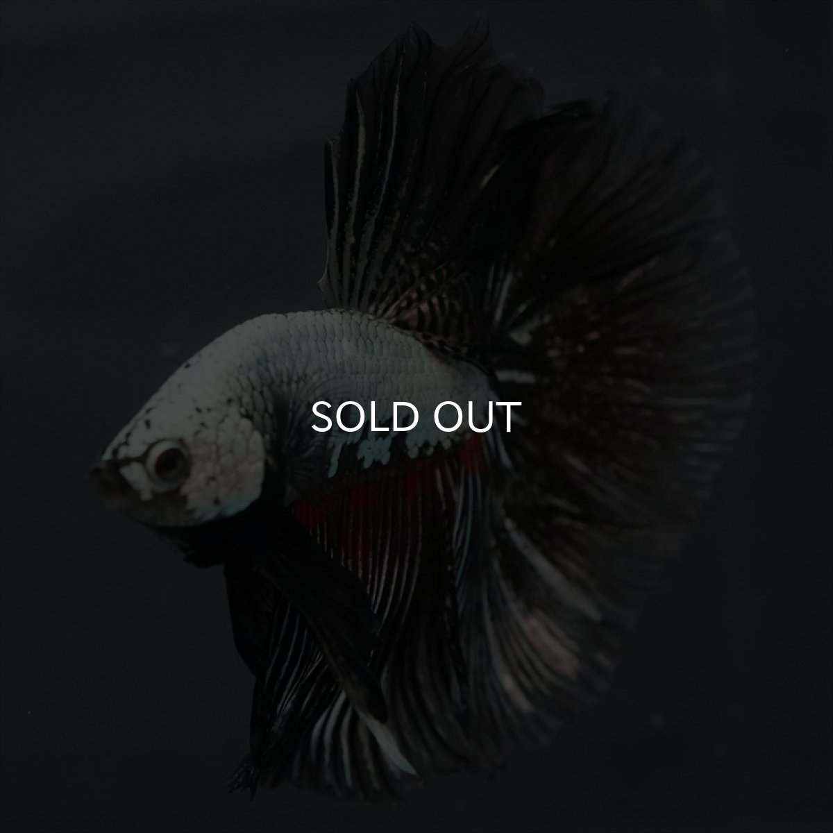 画像7: HM プラチナブラックレッドドラゴン (7)