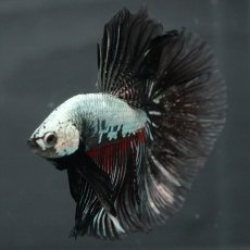 画像7: HM プラチナブラックレッドドラゴン (7)