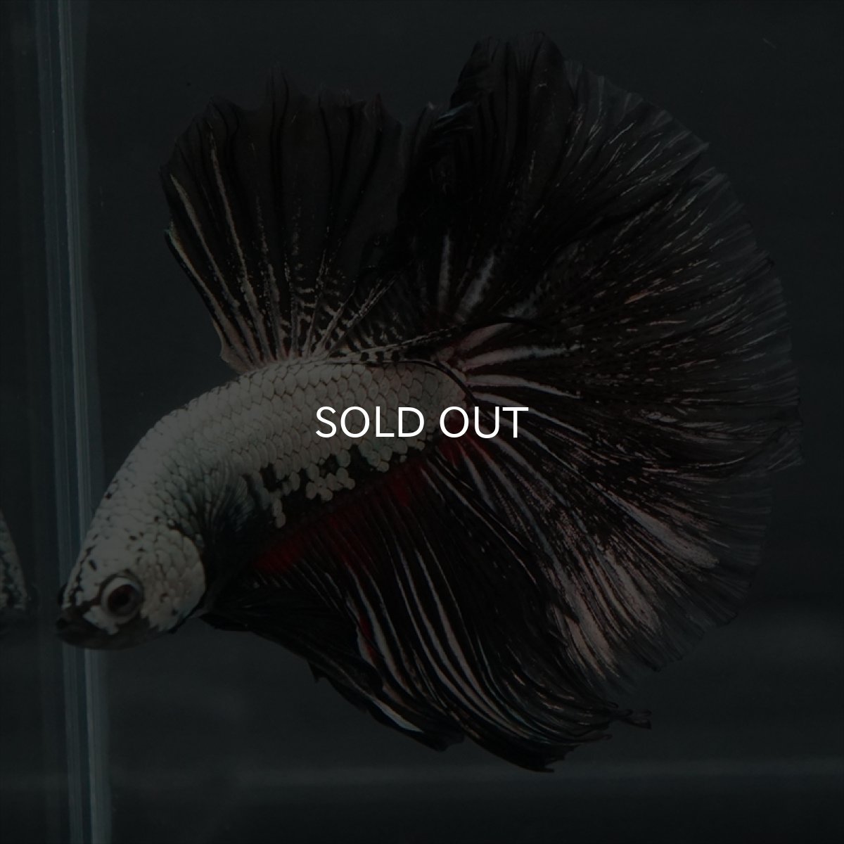 画像6: HM プラチナブラックレッドドラゴン (6)