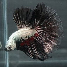 画像6: HM プラチナブラックレッドドラゴン (6)