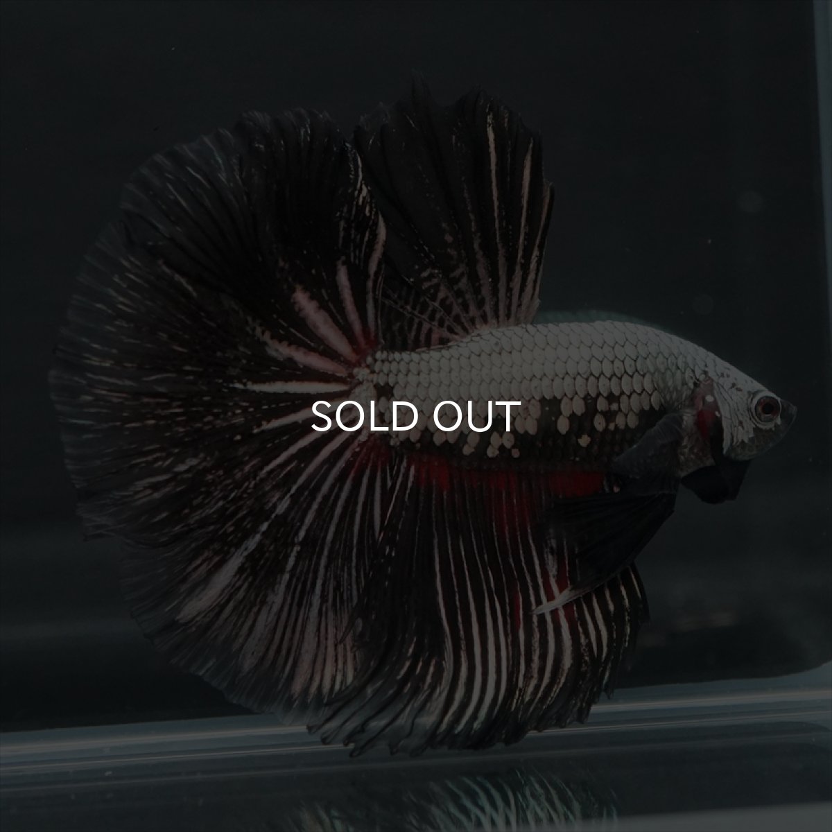 画像5: HM プラチナブラックレッドドラゴン (5)