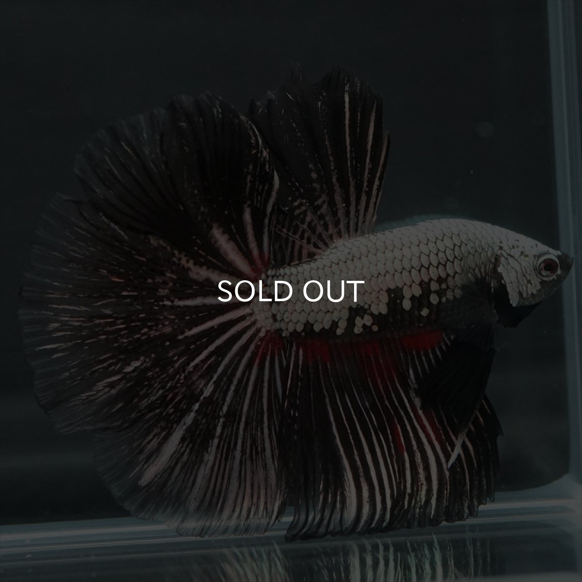 画像4: HM プラチナブラックレッドドラゴン (4)