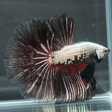 画像4: HM プラチナブラックレッドドラゴン (4)