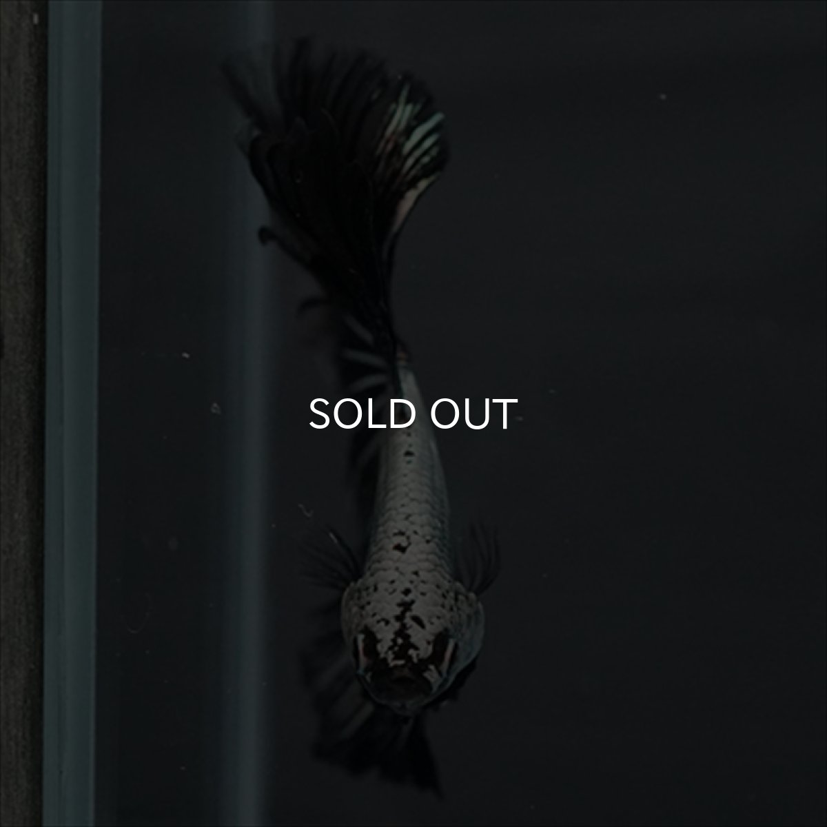 画像3: HM プラチナブラックレッドドラゴン (3)