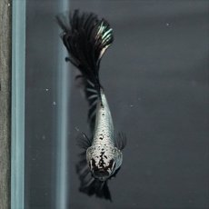 画像3: HM プラチナブラックレッドドラゴン (3)
