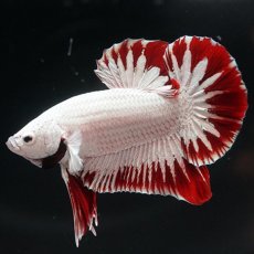 画像1: HMPK　プラチナレッドドラゴン　スノー (1)