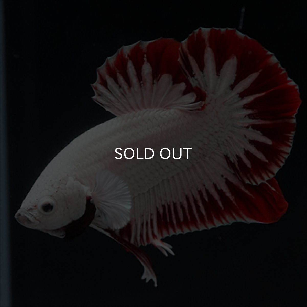 画像12: HMPK　プラチナレッドドラゴン　スノー (12)