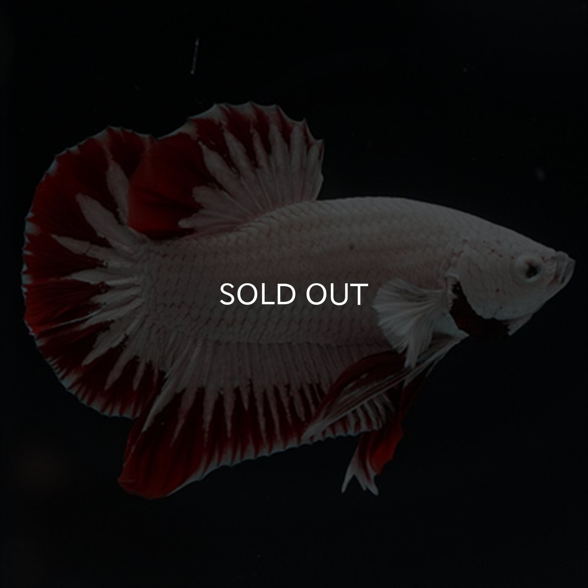 画像11: HMPK　プラチナレッドドラゴン　スノー (11)