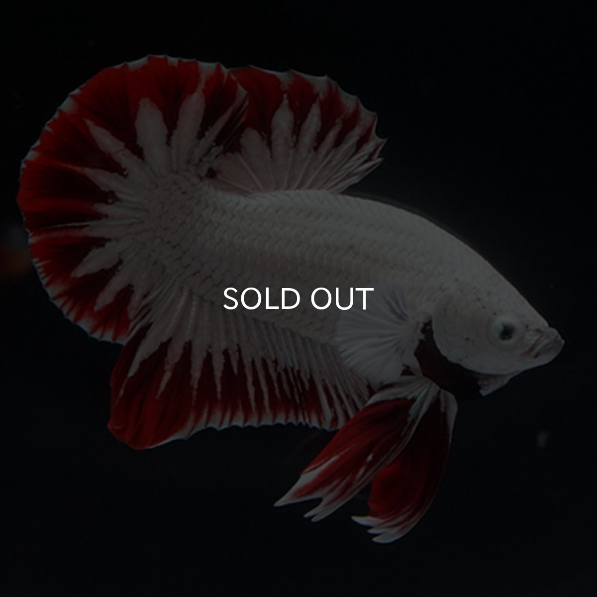 画像10: HMPK　プラチナレッドドラゴン　スノー (10)