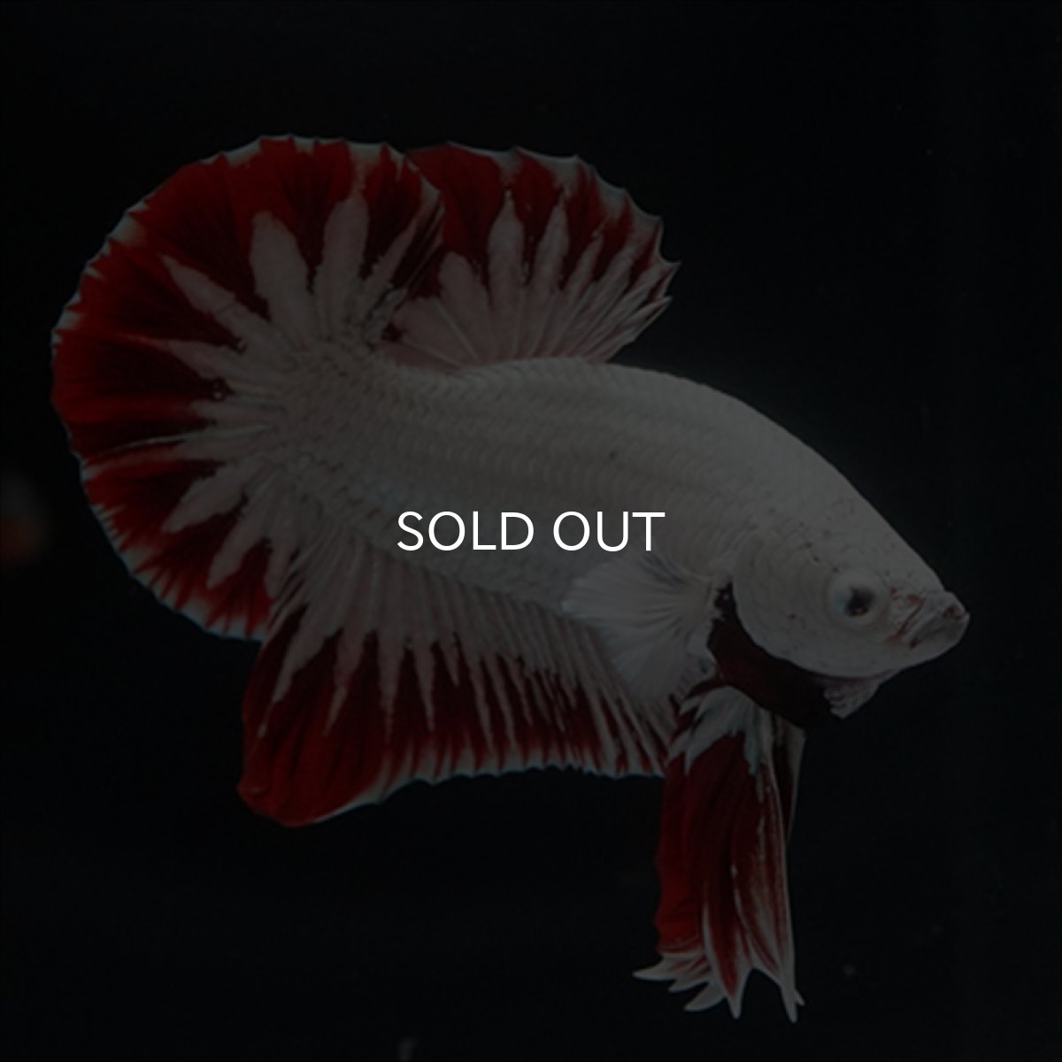 画像9: HMPK　プラチナレッドドラゴン　スノー (9)