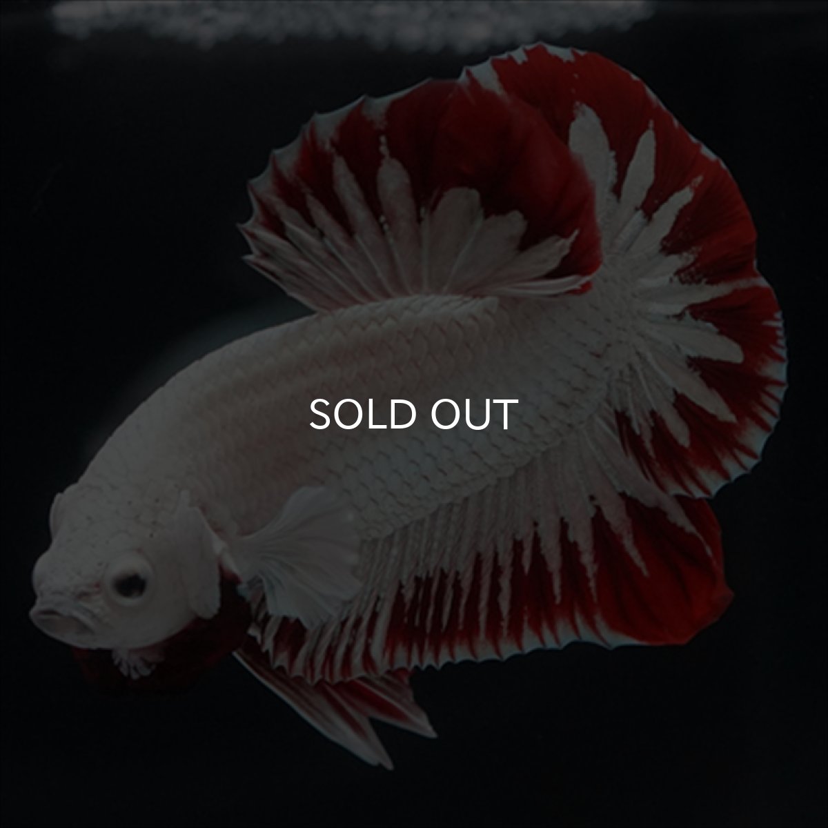 画像8: HMPK　プラチナレッドドラゴン　スノー (8)