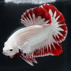 画像8: HMPK　プラチナレッドドラゴン　スノー (8)