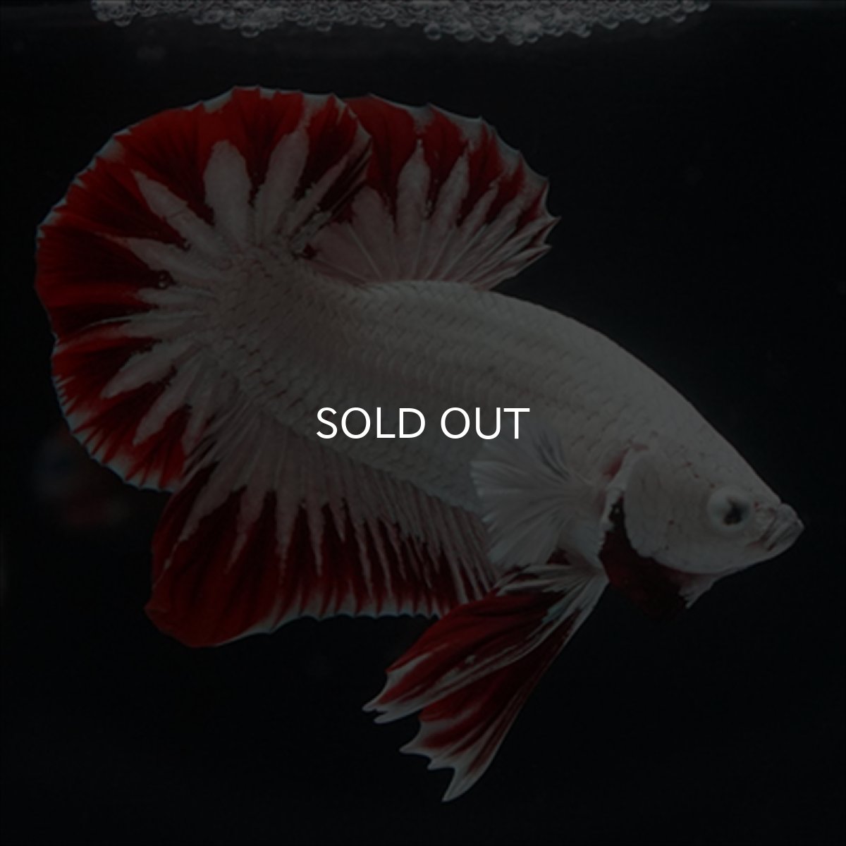 画像7: HMPK　プラチナレッドドラゴン　スノー (7)