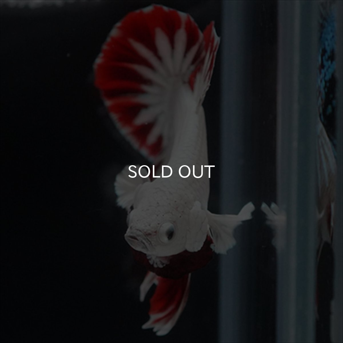 画像6: HMPK　プラチナレッドドラゴン　スノー (6)