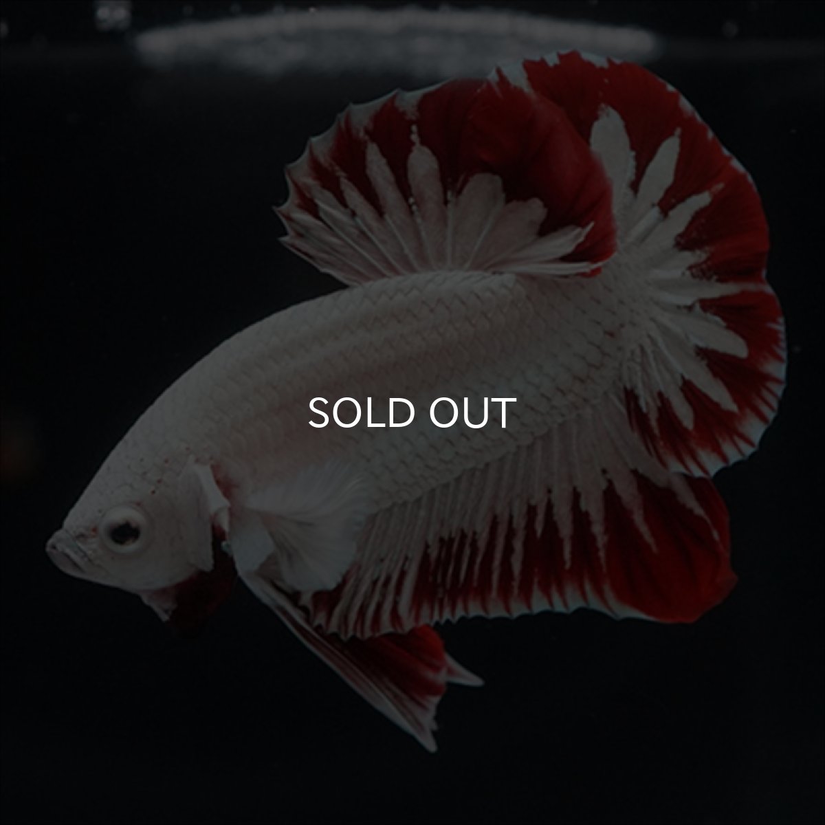 画像5: HMPK　プラチナレッドドラゴン　スノー (5)