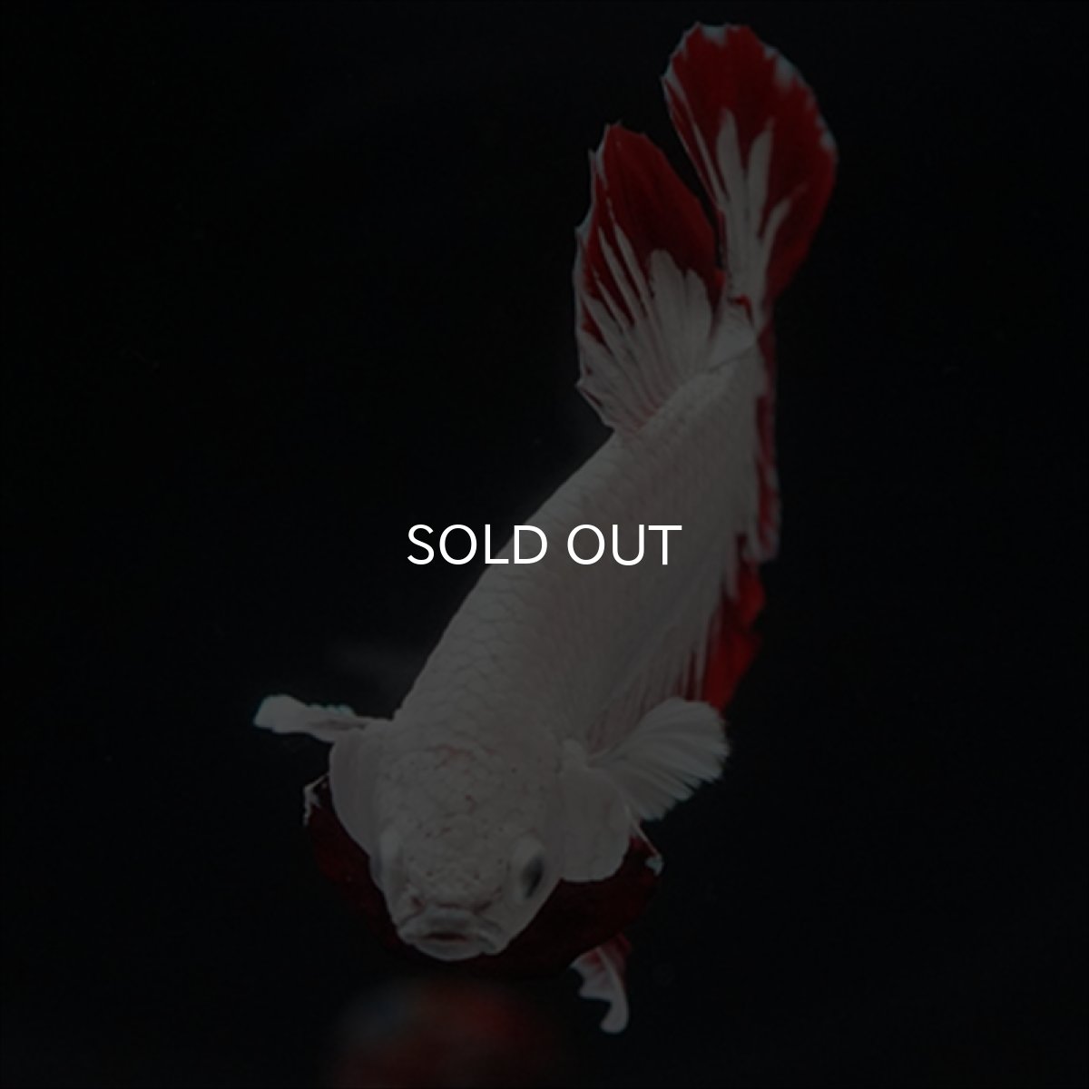 画像4: HMPK　プラチナレッドドラゴン　スノー (4)