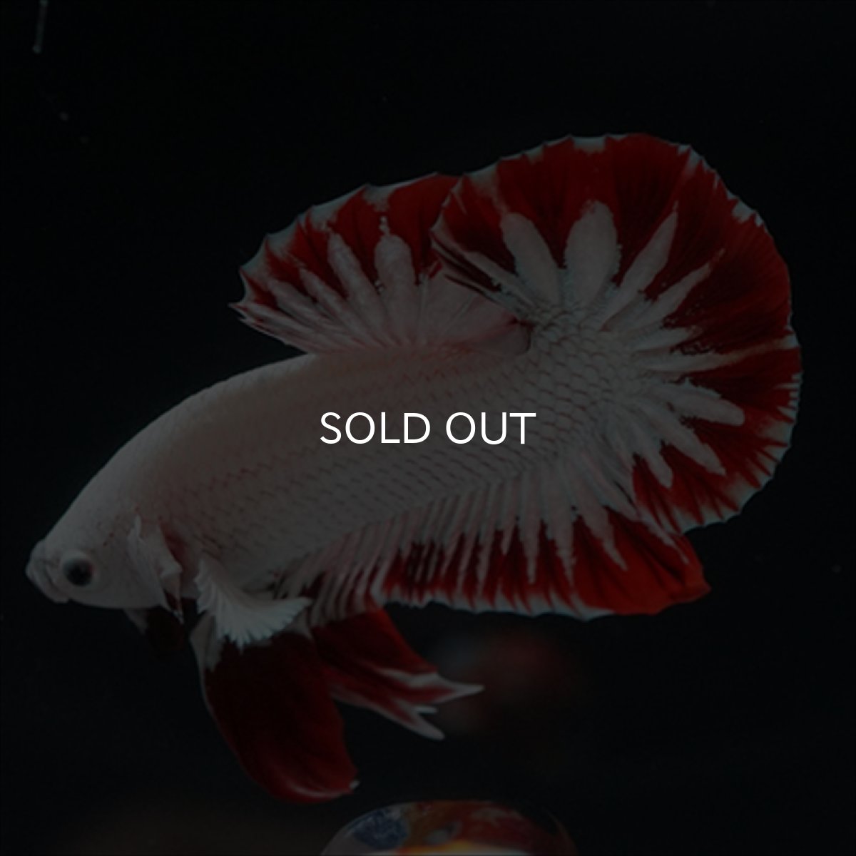 画像3: HMPK　プラチナレッドドラゴン　スノー (3)