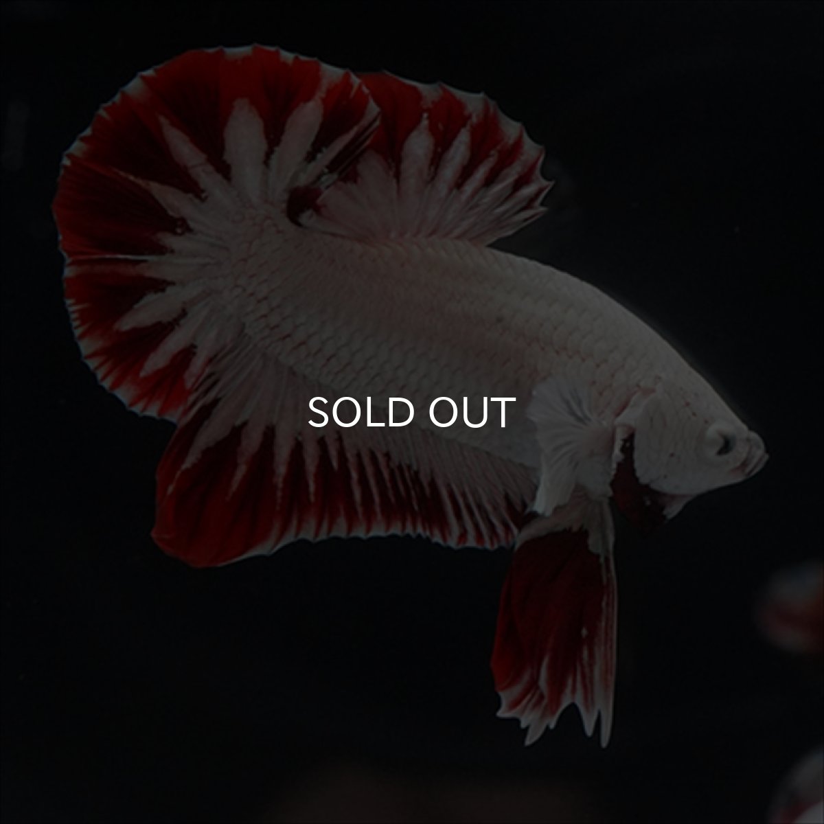 画像2: HMPK　プラチナレッドドラゴン　スノー (2)