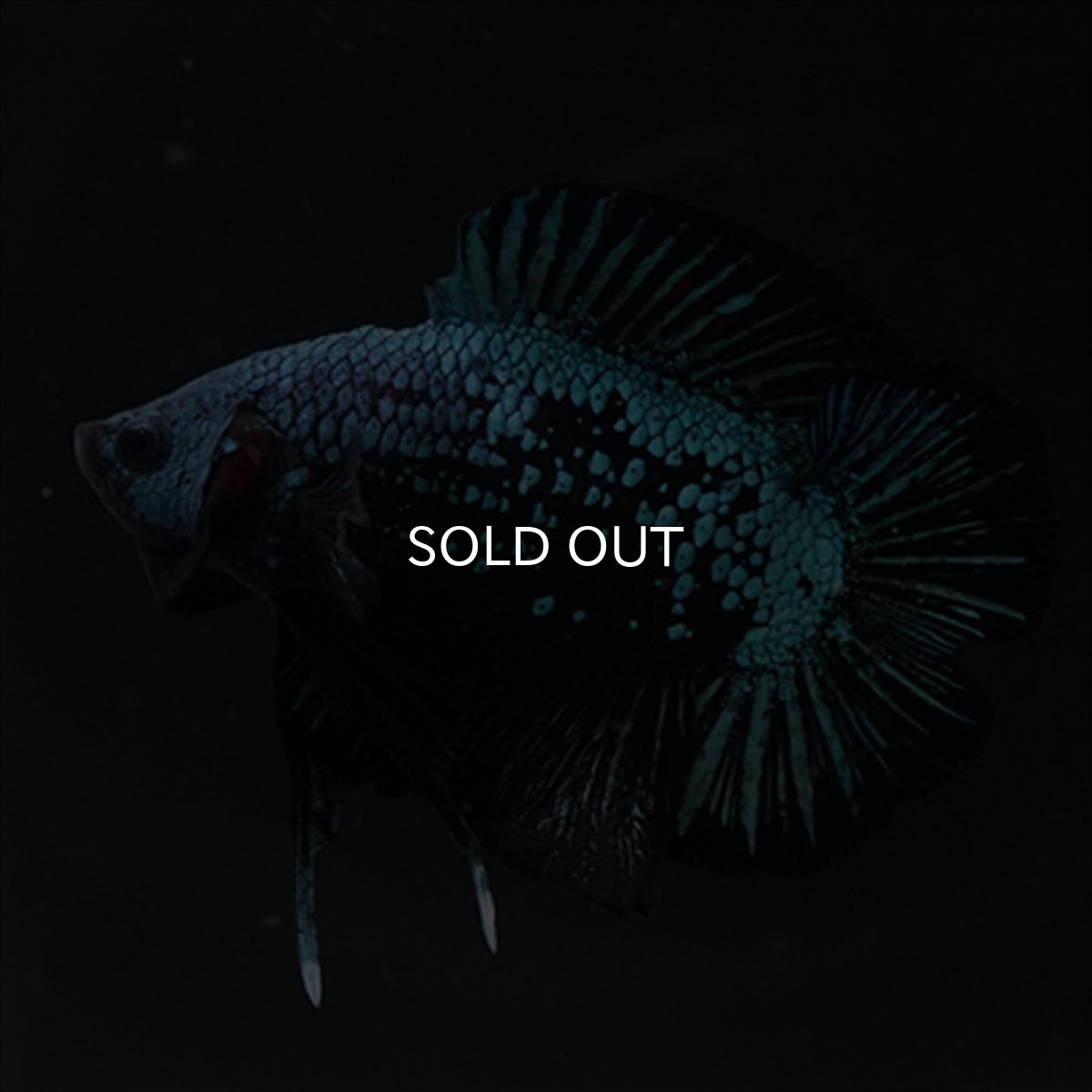 画像2: DTPK　ブルーブラック (2)