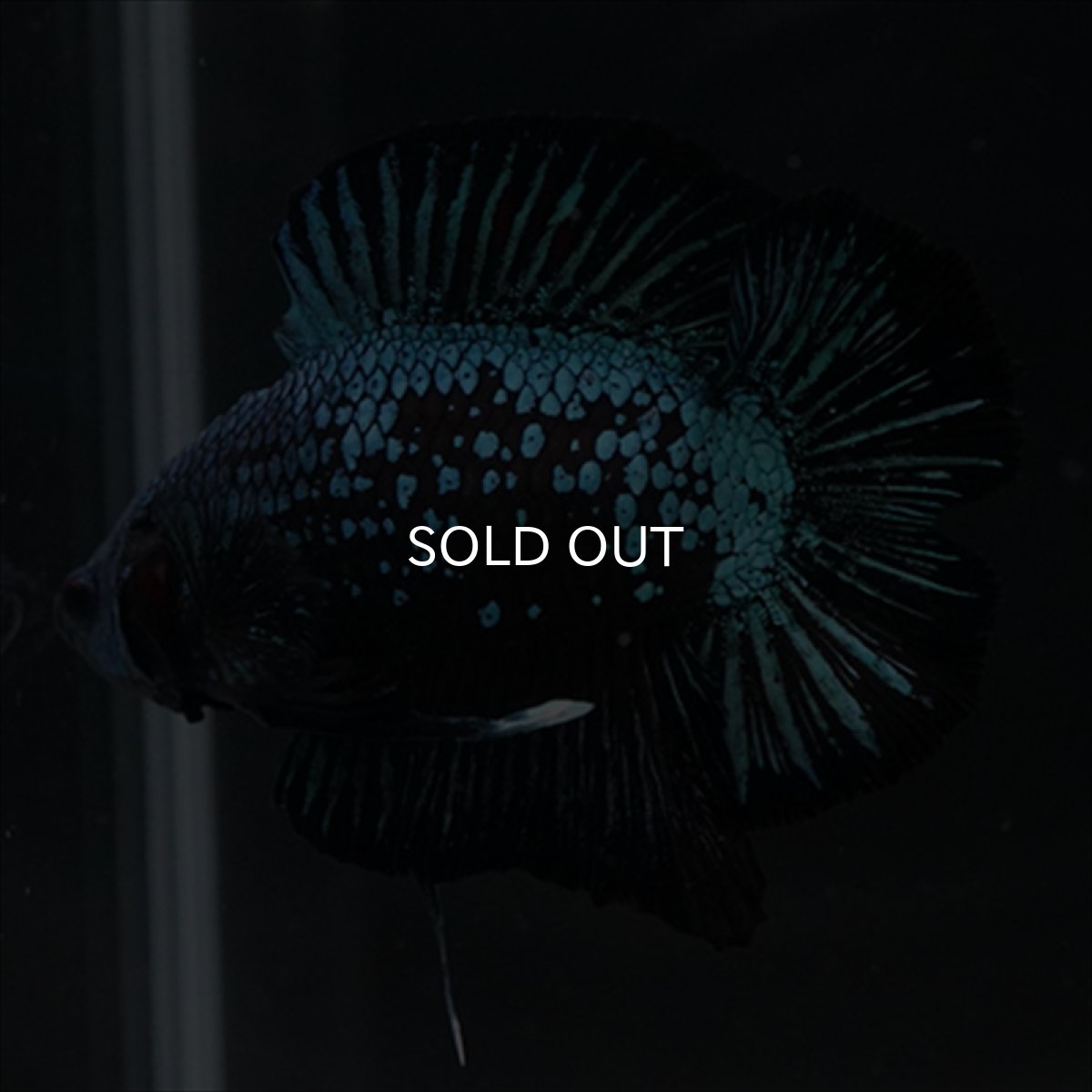 画像16: DTPK　ブルーブラック (16)