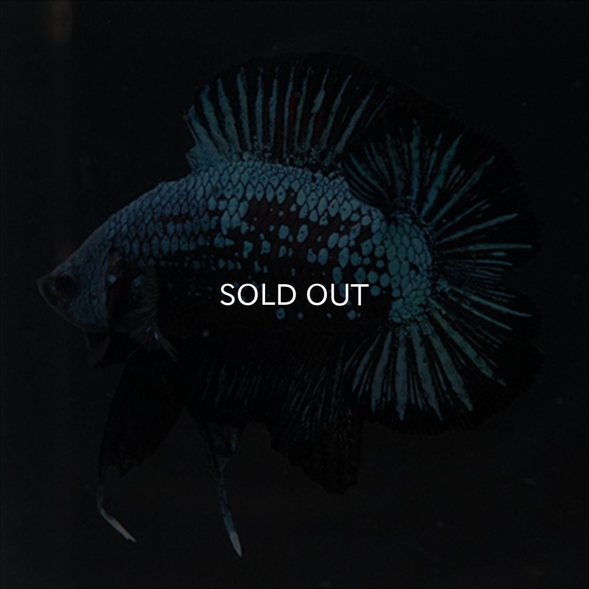 画像15: DTPK　ブルーブラック (15)