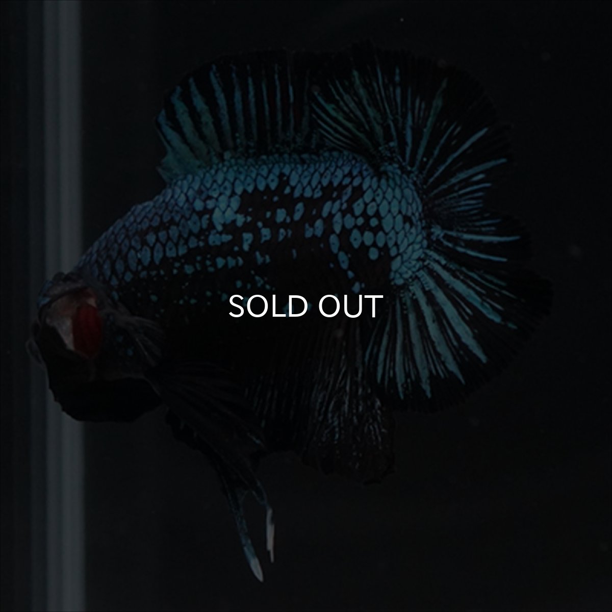 画像14: DTPK　ブルーブラック (14)