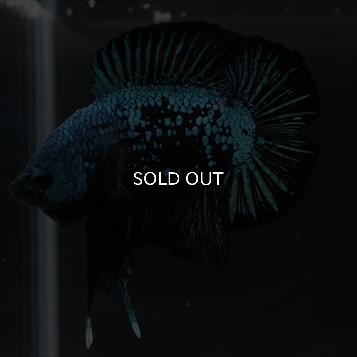 画像13: DTPK　ブルーブラック (13)