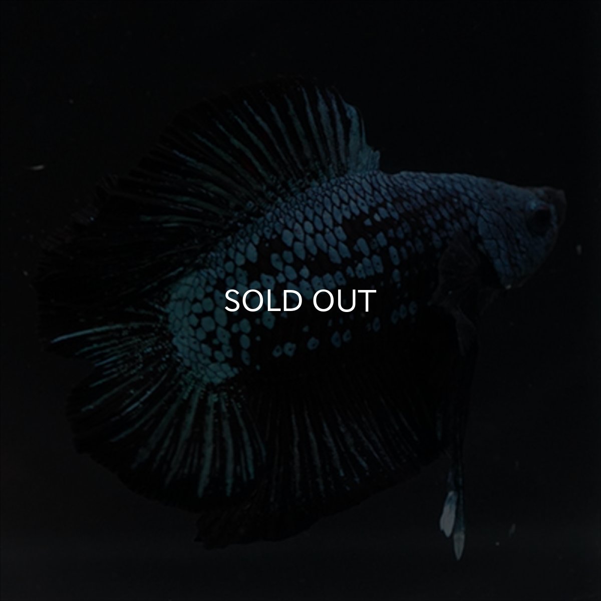 画像12: DTPK　ブルーブラック (12)