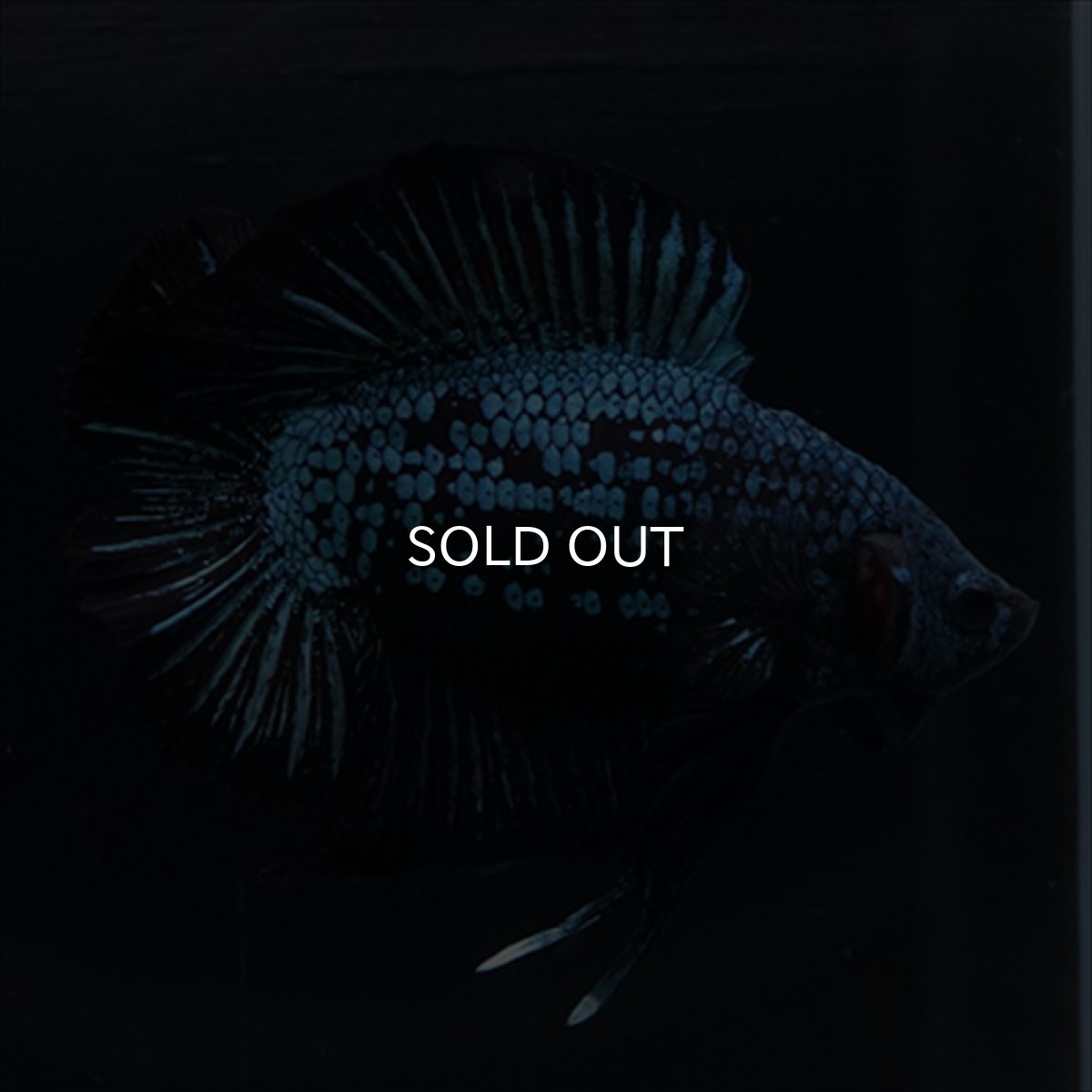 画像11: DTPK　ブルーブラック (11)