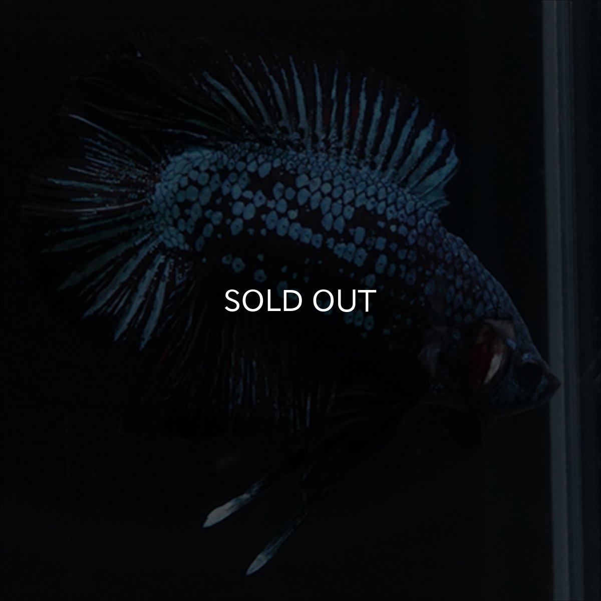 画像10: DTPK　ブルーブラック (10)