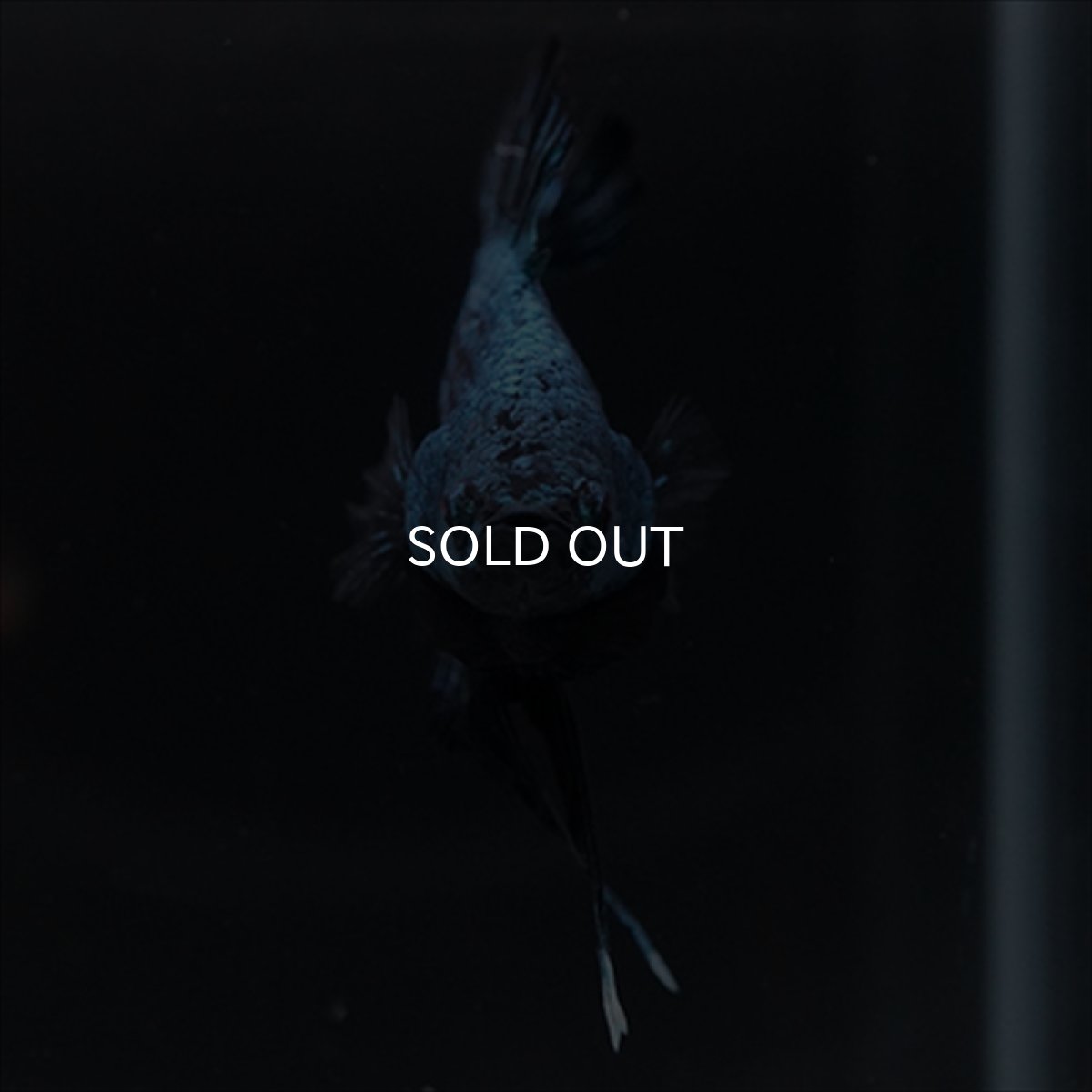 画像9: DTPK　ブルーブラック (9)