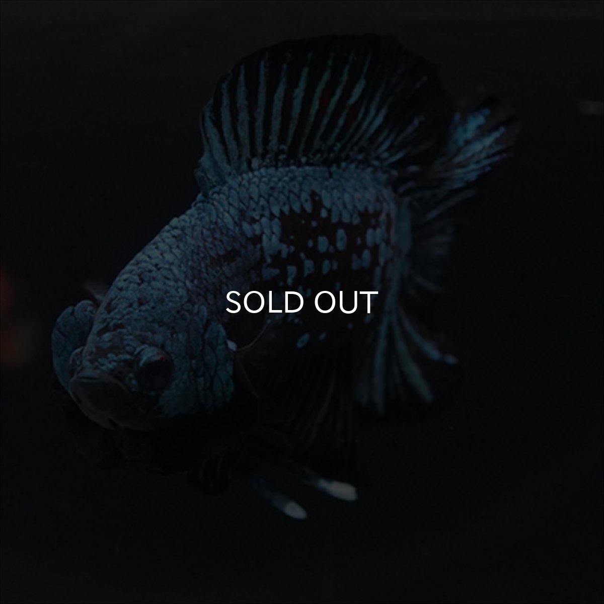 画像3: DTPK　ブルーブラック (3)