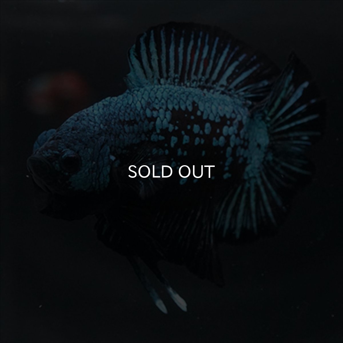 画像8: DTPK　ブルーブラック (8)