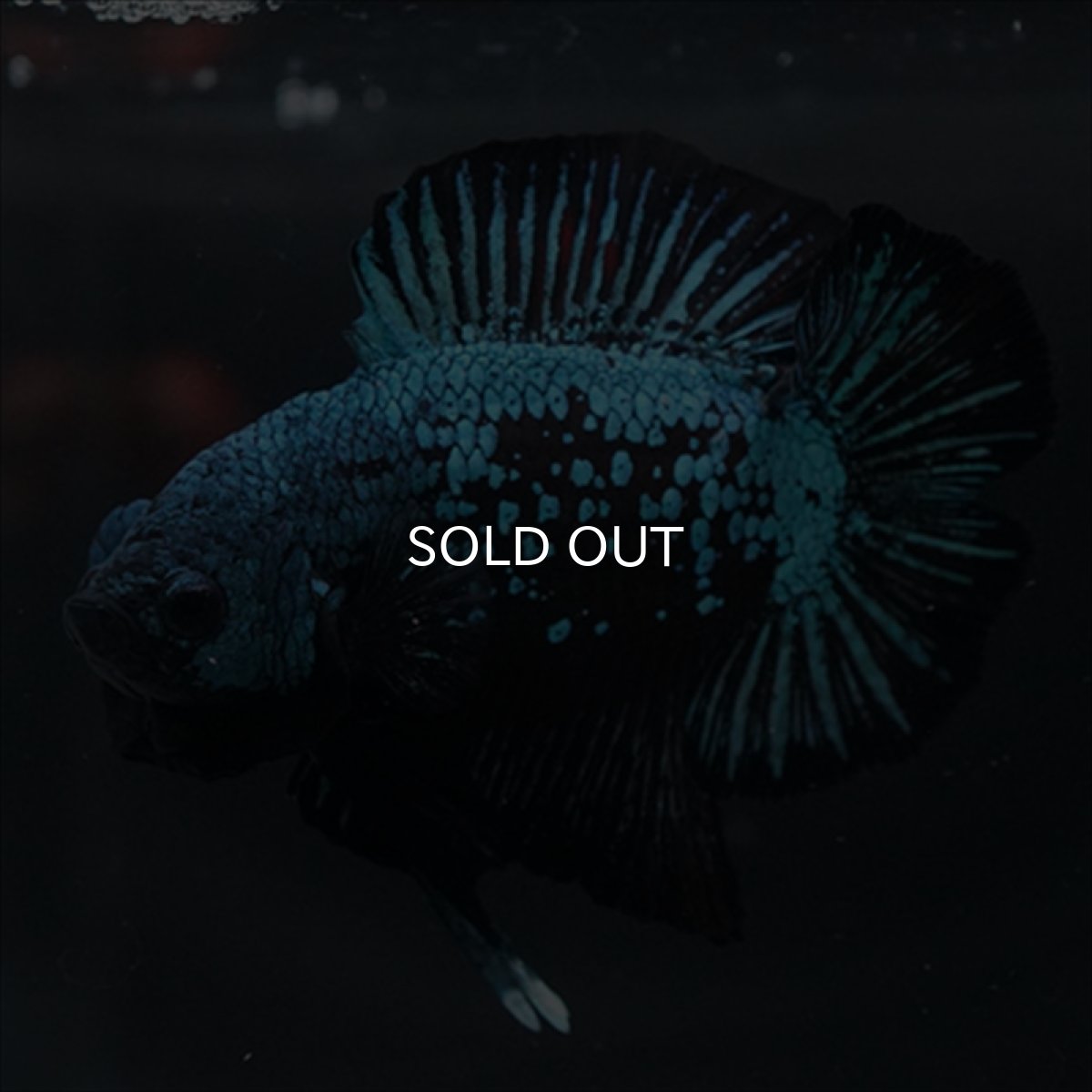 画像7: DTPK　ブルーブラック (7)