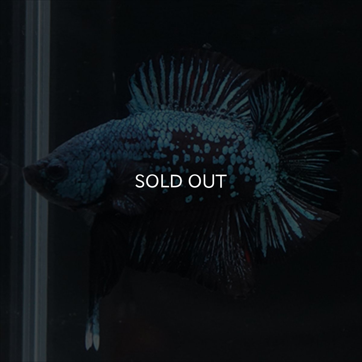 画像4: DTPK　ブルーブラック (4)