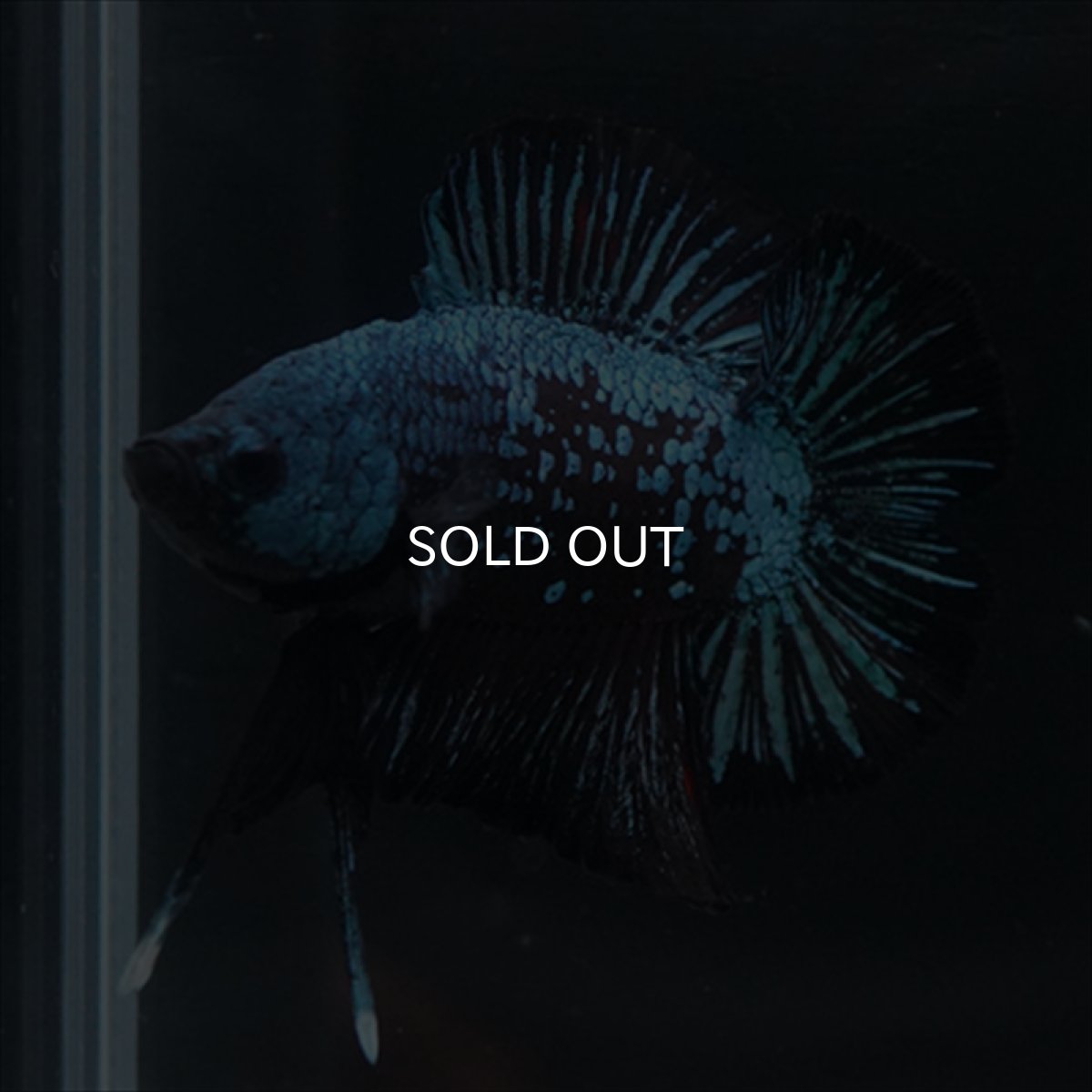 画像6: DTPK　ブルーブラック (6)