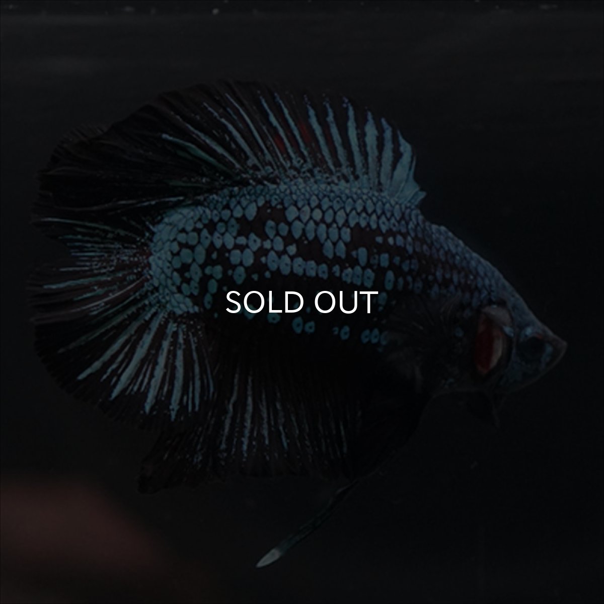 画像5: DTPK　ブルーブラック (5)