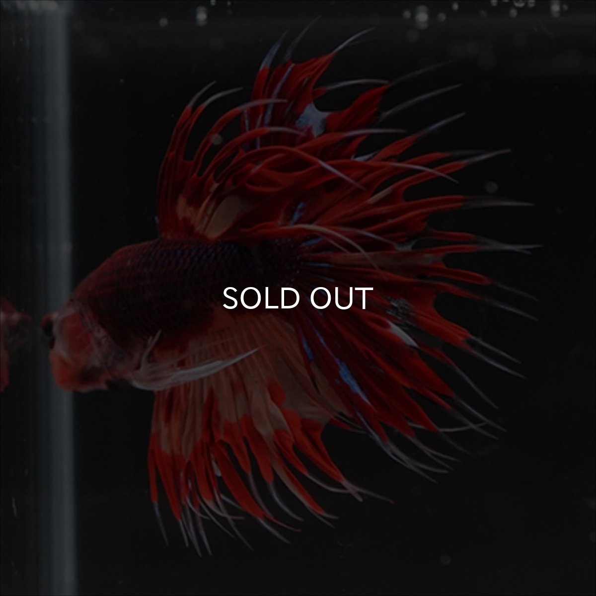 画像13: CT ブラックキャンディ (13)