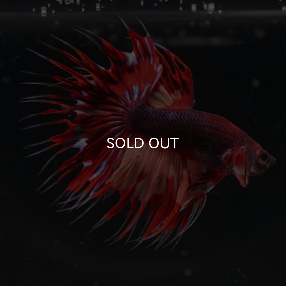 画像12: CT ブラックキャンディ (12)