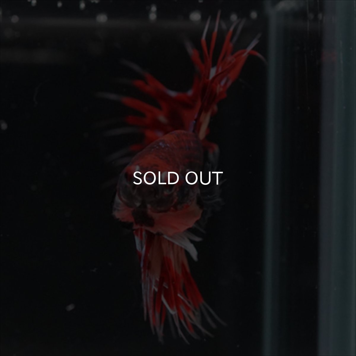 画像11: CT ブラックキャンディ (11)