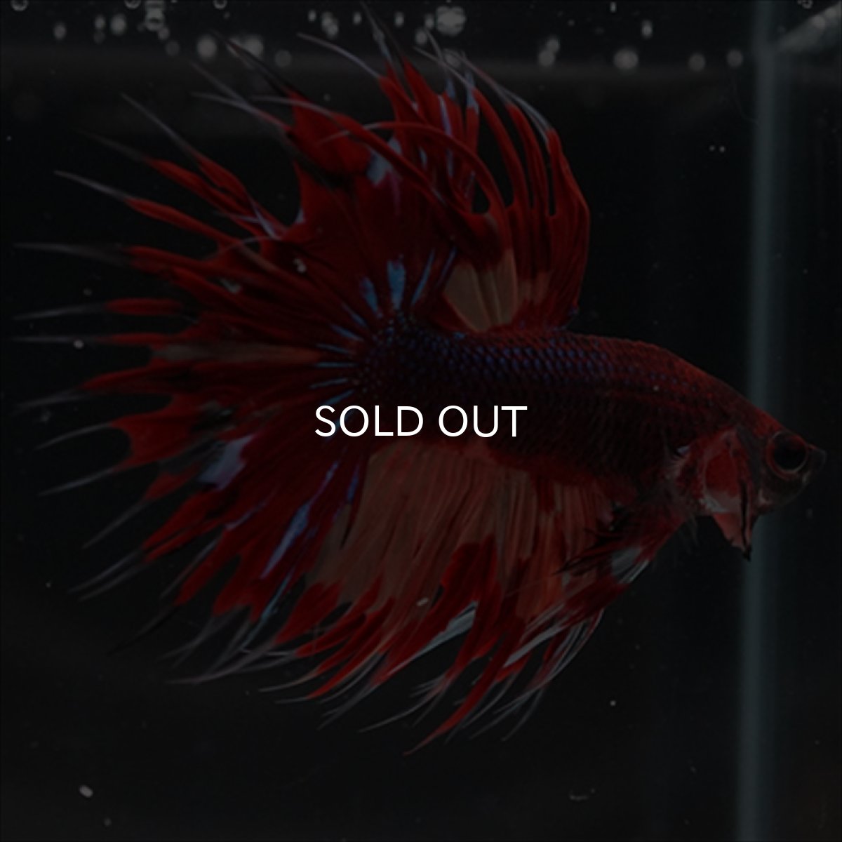 画像10: CT ブラックキャンディ (10)