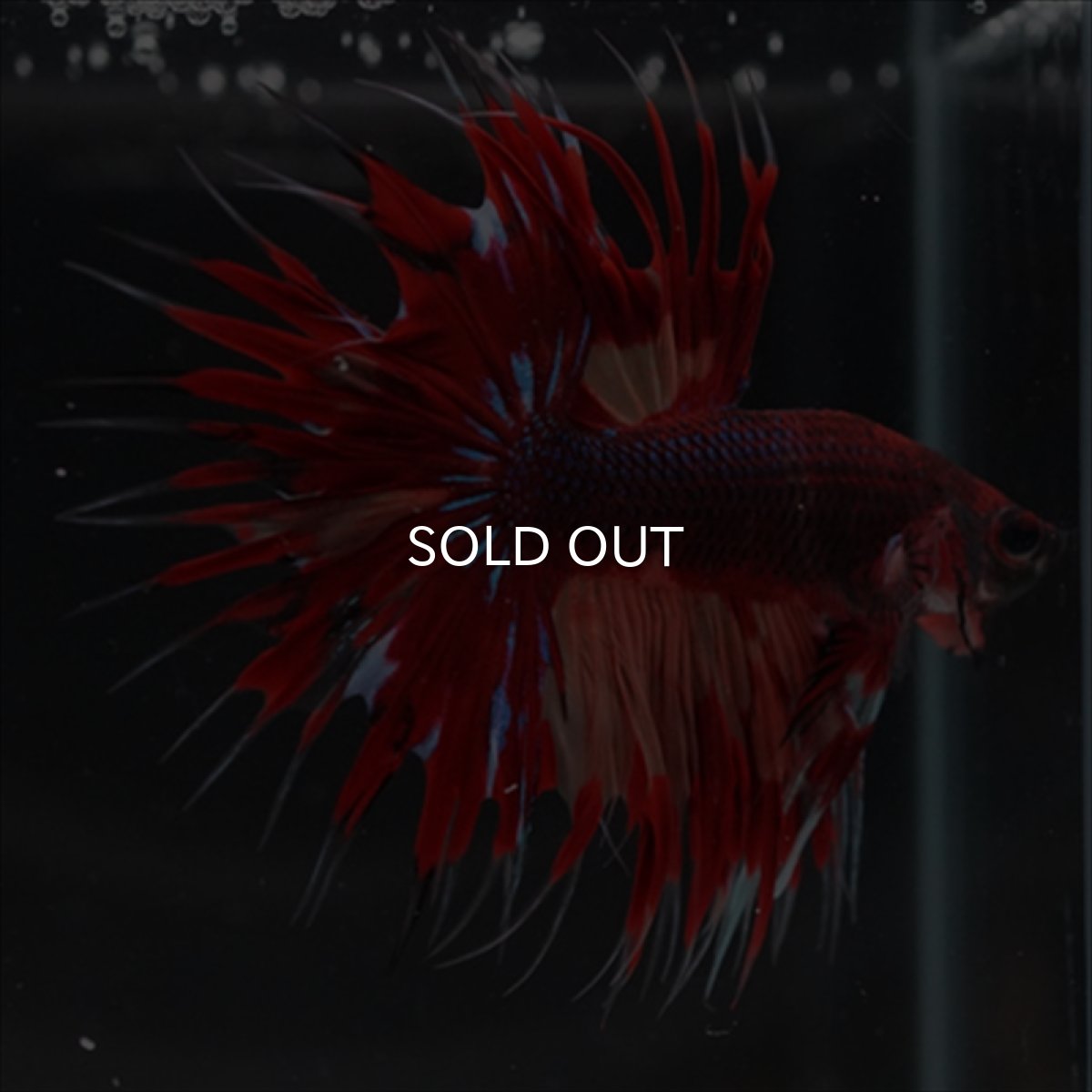 画像9: CT ブラックキャンディ (9)