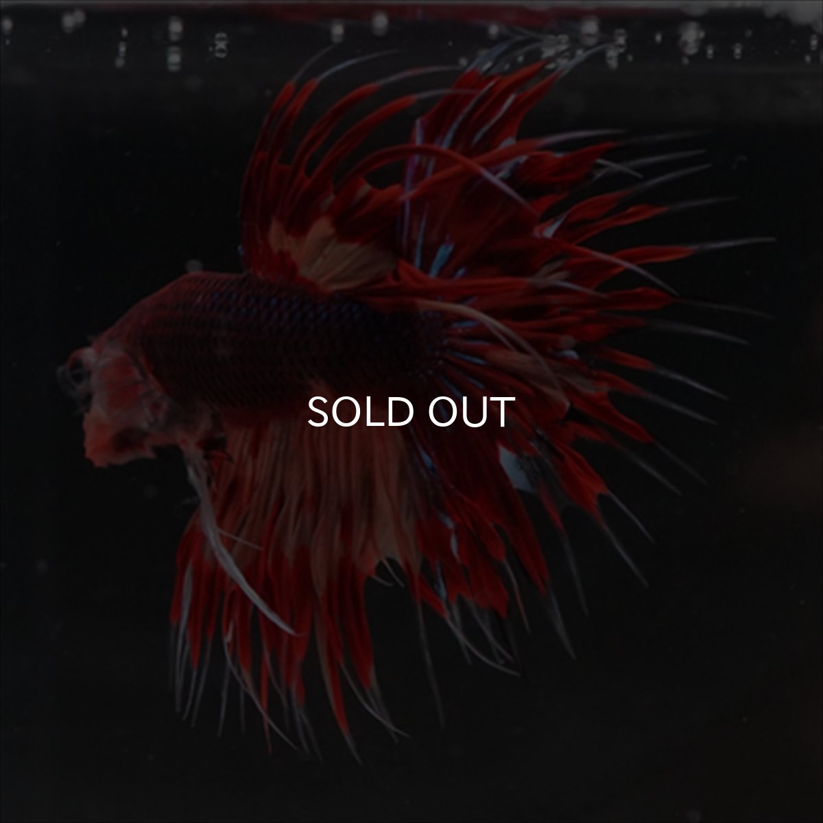 画像7: CT ブラックキャンディ (7)