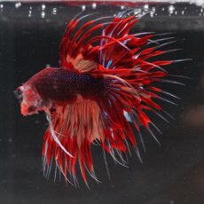 画像7: CT ブラックキャンディ (7)
