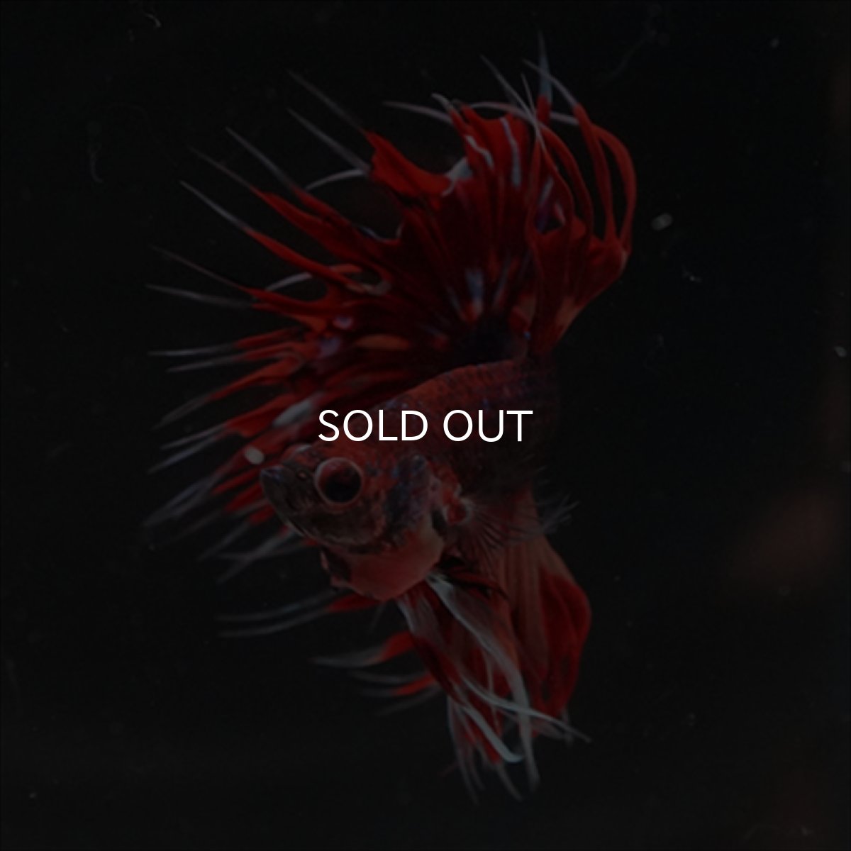 画像3: CT ブラックキャンディ (3)