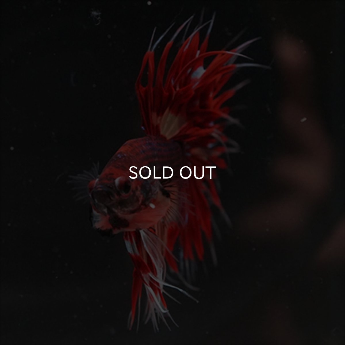 画像6: CT ブラックキャンディ (6)