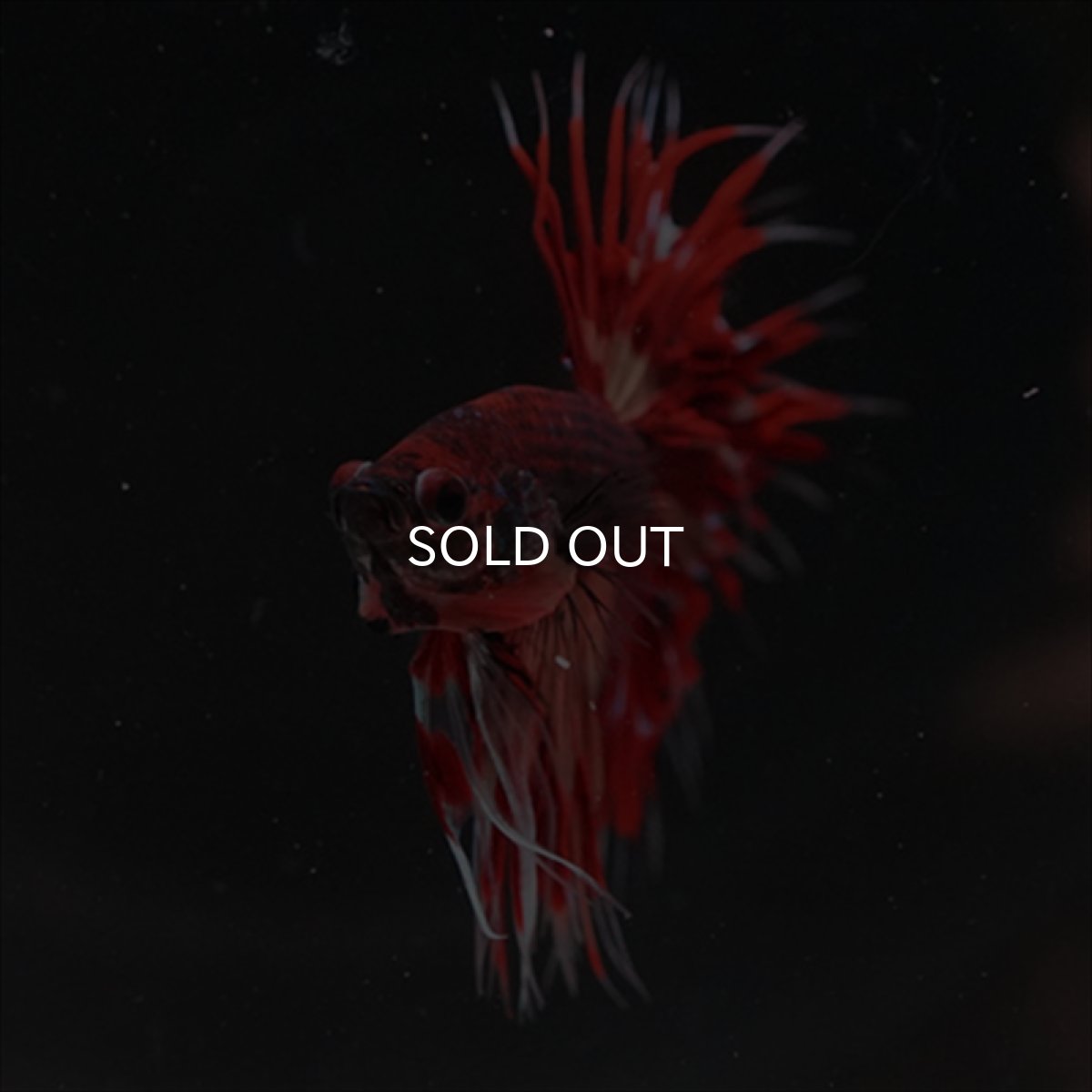 画像5: CT ブラックキャンディ (5)