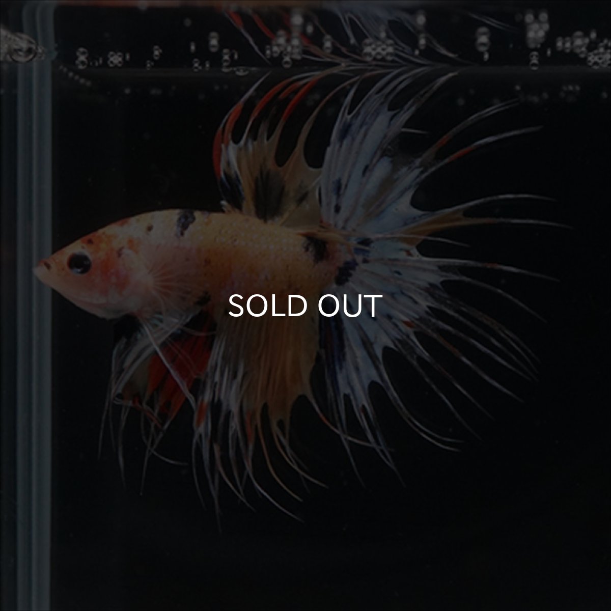 画像4: CT  キャンディ (4)