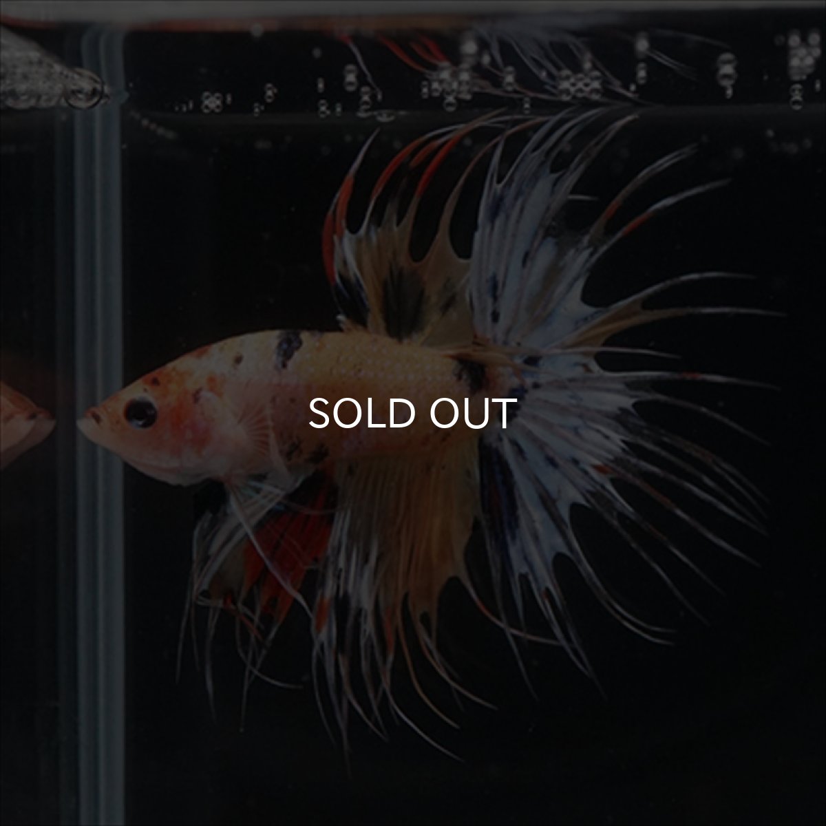 画像3: CT  キャンディ (3)