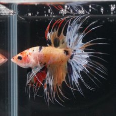 画像3: CT  キャンディ (3)